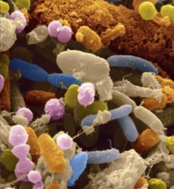 Microbiota & Microbiome